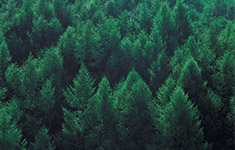 산림 FGIS 지도 프로그램